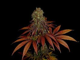 Soma Seeds Rock Bud Feminised