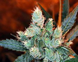 Kaliman Seeds Rockster's Cheese Regular