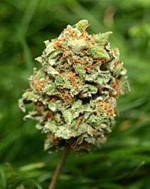 TAYLORD GENETICS Rocky Mountain High Feminized