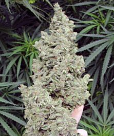 Mephisto Genetics Ripley's OG Auto Feminized