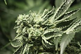 Devils Harvest  Rollex OG Kush Regular
