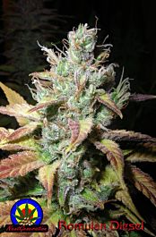 Next Generation Gold Seal Romulan Diesel Regular