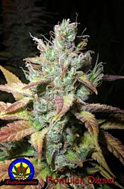 Next Generation Romulan Diesel Feminized
