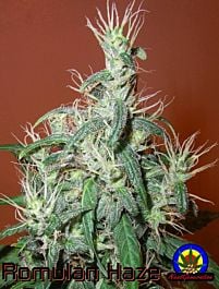 Next Generation Romulan Haze Regular