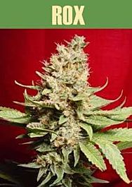 Paradise Seeds Rox Feminised