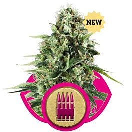 Royal Queen Seeds Royal AK Feminized