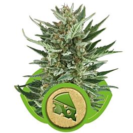 Royal Queen Seeds Royal Cheese Automatic Feminised