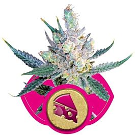 Royal Queen Seeds Royal Cheese Fast Version Feminized