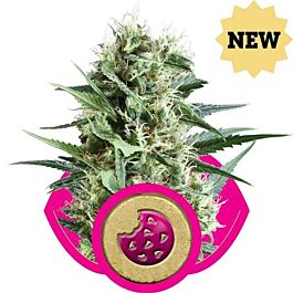 Royal Queen Seeds Royal Cookies Feminized