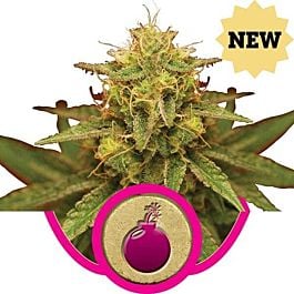 Royal Queen Seeds Royal Domina Feminized