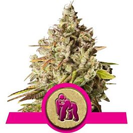 Royal Queen Seeds Royal Gorilla Feminized