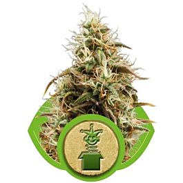 Royal Queen Seeds Jack Herer Automatic Feminised