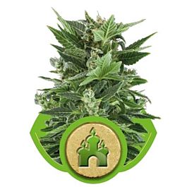 Royal Queen Seeds Royal Kush Automatic Feminized