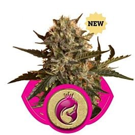Royal Queen Seeds Royal Madre Feminized