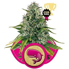 Royal Queen Seeds Royal Moby Feminized