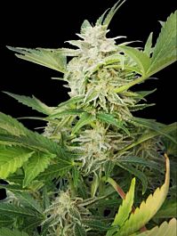 Royal Queen Seeds Royal AK Automatic Feminised