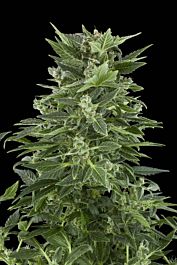 Royal Queen Seeds Royal Automatic Feminised