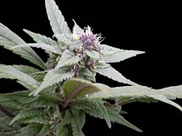 Royal Queen Seeds Royal Bluematic Automatic Feminised