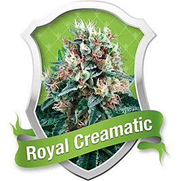 Royal Queen Seeds Royal Creamatic Automatic Feminised