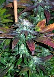 California Breeders Association Royal Kush 7 Regular