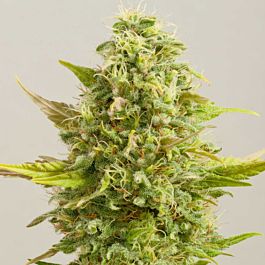 G13 Labs Royal Kush Feminized