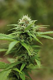 Royal Queen Seeds Outdoor Mix Feminised
