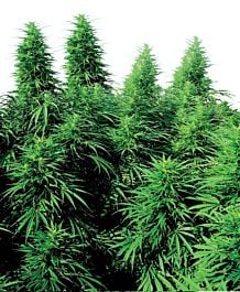 Sensi Seeds Ruderalis Skunk Regular