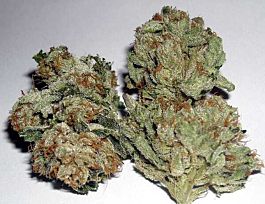 Rare Dankness Seeds Rug Burn OG Regular