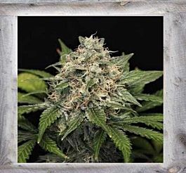 Garden of Green Super Pineapple Haze Feminized