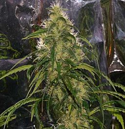 Mr Nice Seedbank Shit Regular