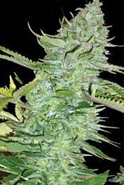 Original Sensible Seeds Skunk Afghani Feminized