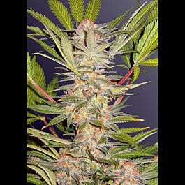 Sweet Seeds S.A.D. F1 Fast Version Feminised