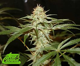 True Canna Genetics Sagan&#8217;s Star Regular