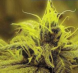 Sagarmatha Seeds A 1 Haze Feminized