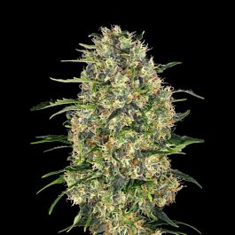 Sagarmatha Seeds Black Domina Auto Feminized