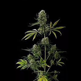Sagarmatha Seeds Kwik Kali Regular