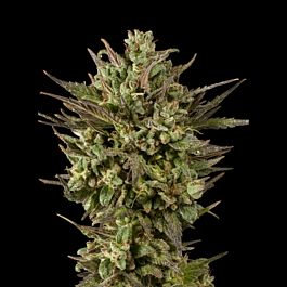 Sagarmatha Seeds Midnight Blue Feminized