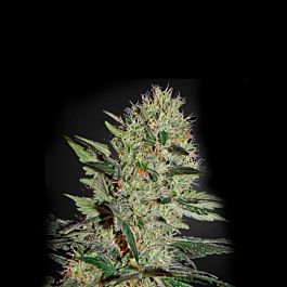 Sagarmatha Seeds Quick Fix Feminized