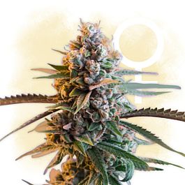 Sagarmatha Seeds Santa Cruz Kush Feminized