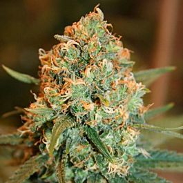 Sagarmatha Seeds Silver Shadow Haze Feminized