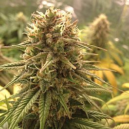 Sagarmatha Seeds Strawberry D-Lite Regular