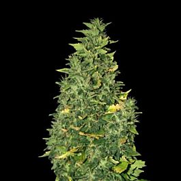Sagarmatha Seeds Super Skunk Auto Feminized