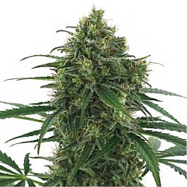 Sagarmatha Seeds Thunderboldt Regular