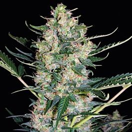 Sagarmatha Seeds White Russian Auto Feminized