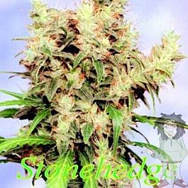 Sagarmatha Seeds Stonehedge Regular