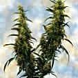 Sagarmatha Seeds Western Winds Regular