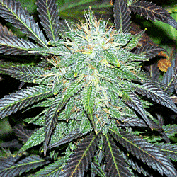 Sagarmatha Seeds Black Buddha Feminized