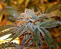 Sagarmatha Seeds Boulder Bubblegum Feminized
