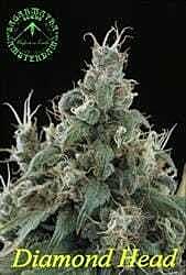 Sagarmatha Seeds Diamond Head Regular