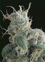 Sagarmatha Seeds Flow Regular